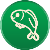 Ikan Gabus