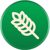 Daun Katuk