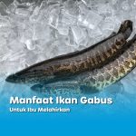 Gambar dua ikan gabus di atas es dengan tulisan “Manfaat Ikan Gabus Untuk Ibu Melahirkan” – manfaat ikan gabus untuk pemulihan pasca persalinan.